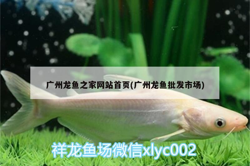 广州龙鱼之家网站首页(广州龙鱼批发市场) 龙鱼之家