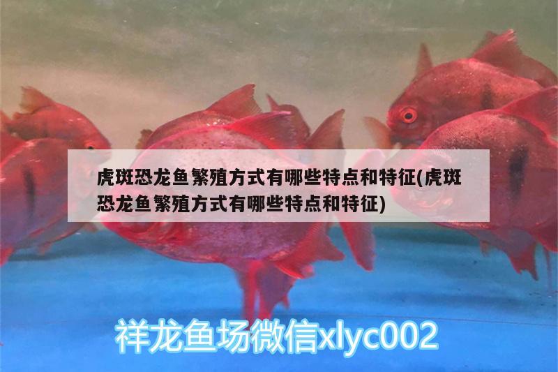 锦州观赏鱼市场便宜称呼一缸剑沙