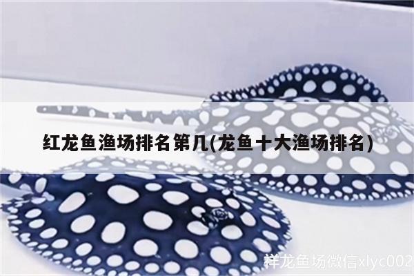 红龙鱼渔场排名第几(龙鱼十大渔场排名) 广州水族器材滤材批发市场