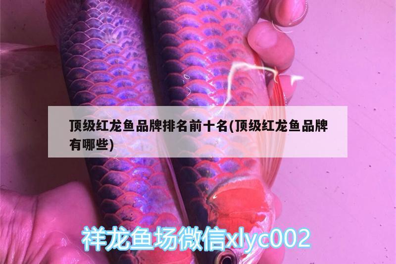 红龙鱼高清4K壁纸：红龙鱼高清手机壁纸 广州水族批发市场 第3张