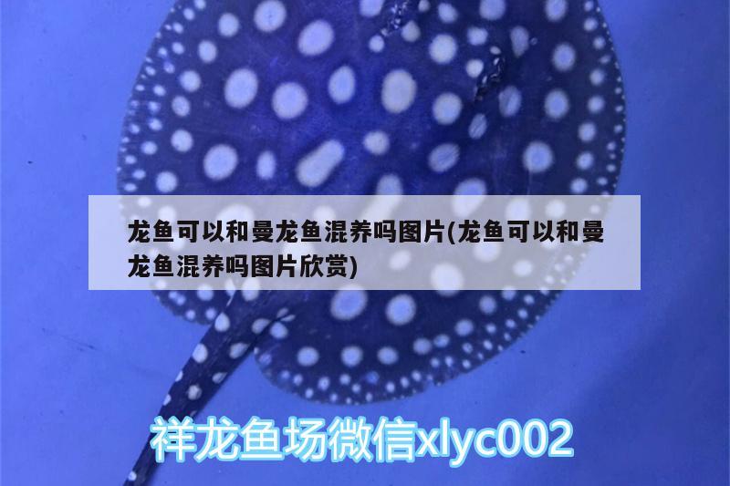 红龙鱼高清4K壁纸：红龙鱼高清手机壁纸 广州水族批发市场 第1张