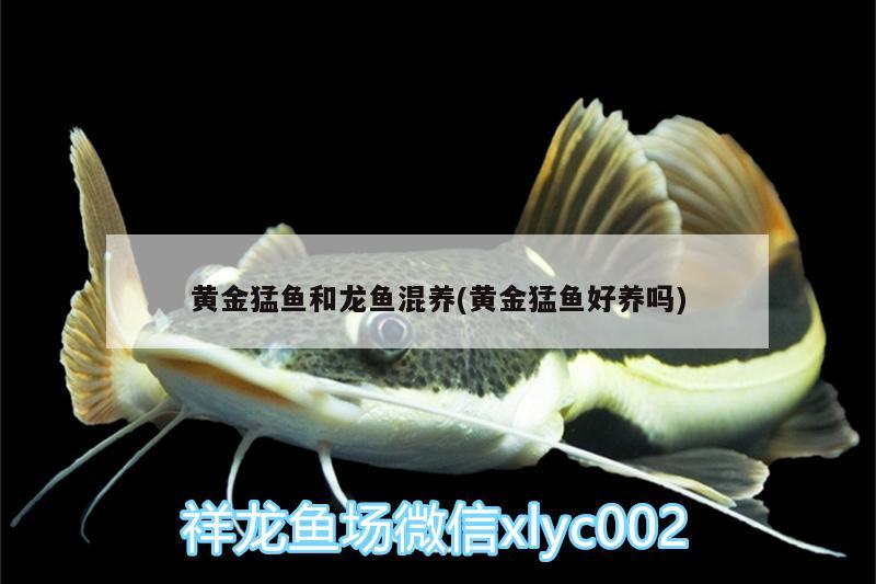 萍乡水族馆本想加大投喂量怎奈一方小池 细线银板鱼苗 第3张