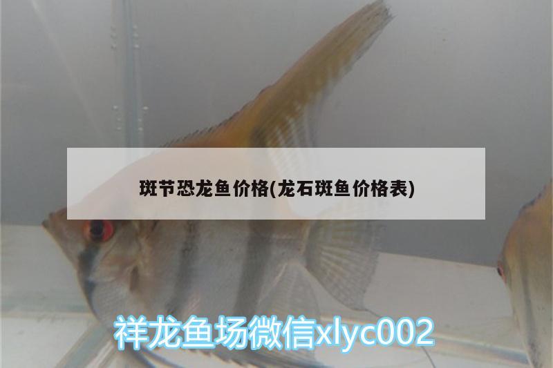 斑节恐龙鱼价格(龙石斑鱼价格表) 马拉莫宝石鱼苗