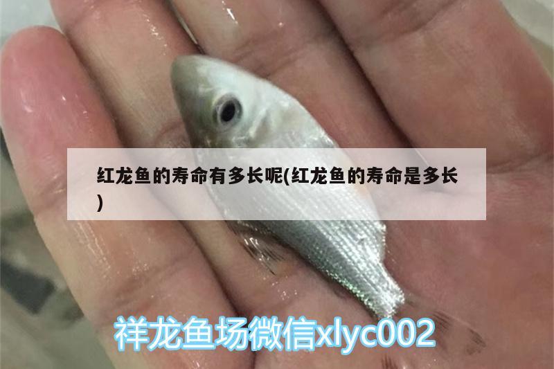 中国观赏鱼基地有哪些：中国观赏鱼批发市场