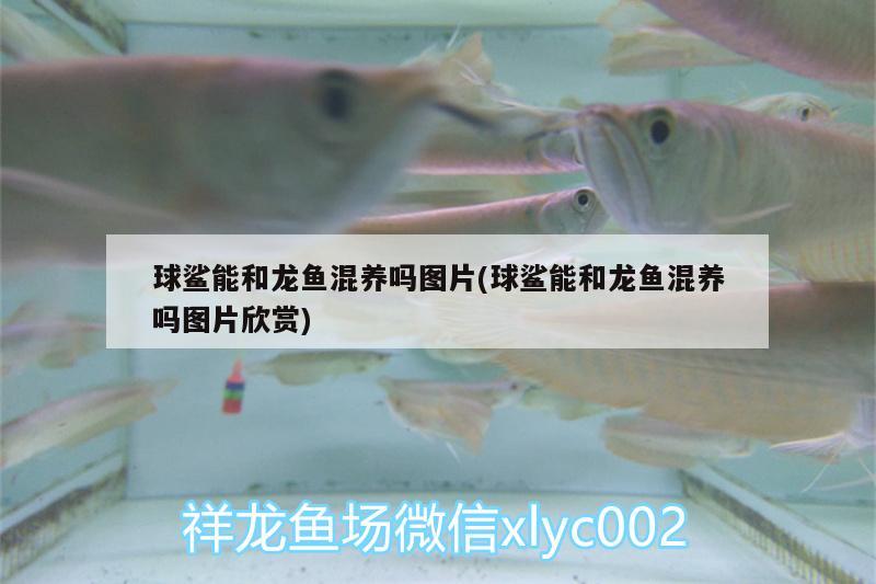 红尾金龙鱼价格是多少钱(红金龙鱼大概多少钱) 飞凤鱼苗