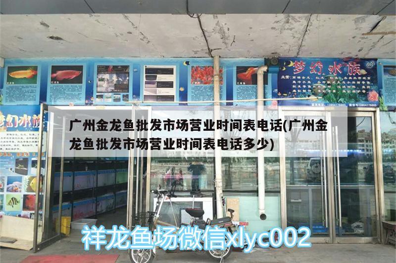 广州金龙鱼批发市场营业时间表电话(广州金龙鱼批发市场营业时间表电话多少)