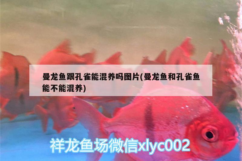 曼龙鱼跟孔雀能混养吗图片(曼龙鱼和孔雀鱼能不能混养) 大湖红龙鱼