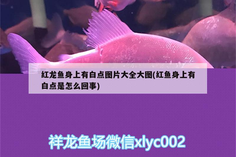 北京哪儿卖鱼缸便宜的实体店（北京哪里卖鱼缸便宜） 其他益生菌