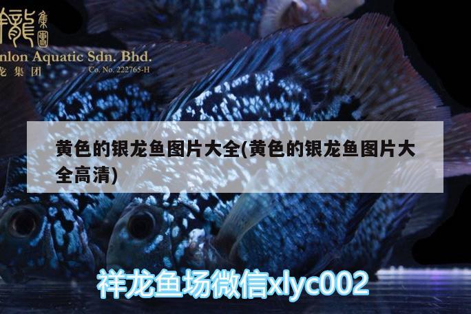 郴州观赏鱼市场惊缸后的状态求解决办法 观赏鱼市场（混养鱼） 第2张