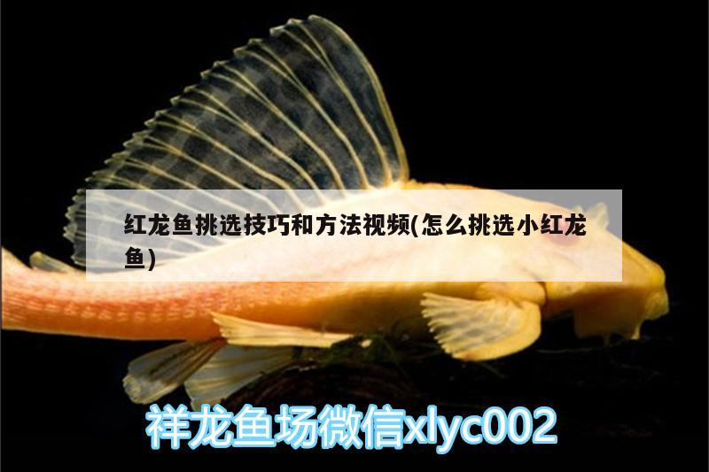 上海尼丹环保设备有限公司 白子关刀鱼 第2张