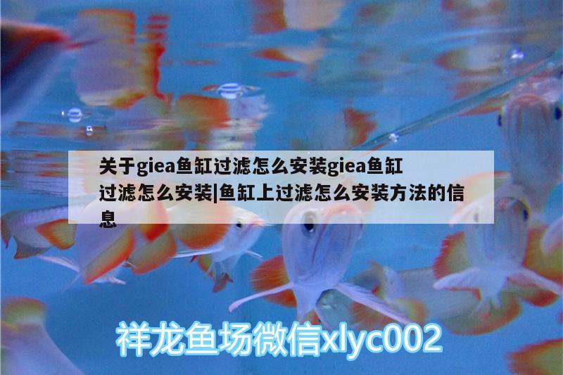 关于giea鱼缸过滤怎么安装giea鱼缸过滤怎么安装|鱼缸上过滤怎么安装方法的信息