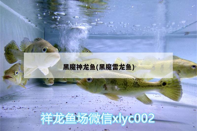 乐山水族馆 观赏鱼企业目录 第3张
