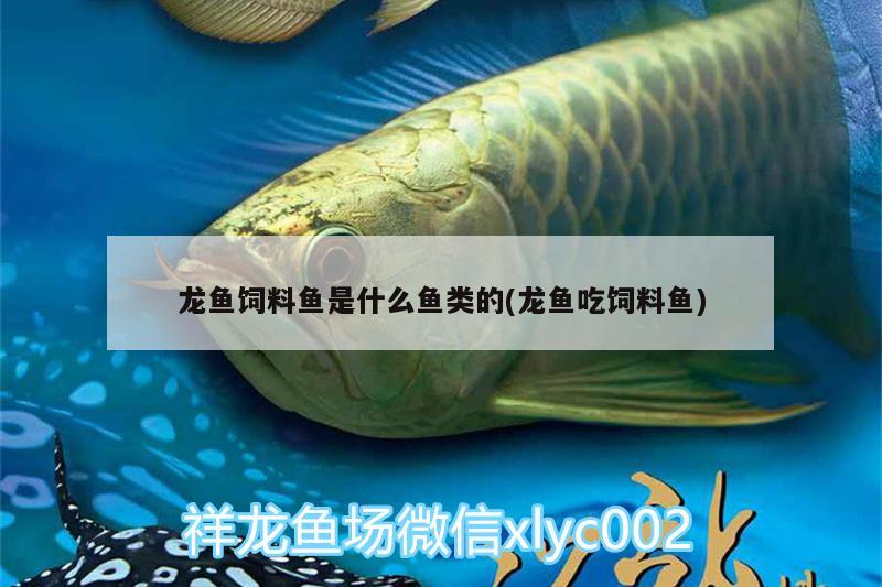 乐山水族馆 观赏鱼企业目录 第2张