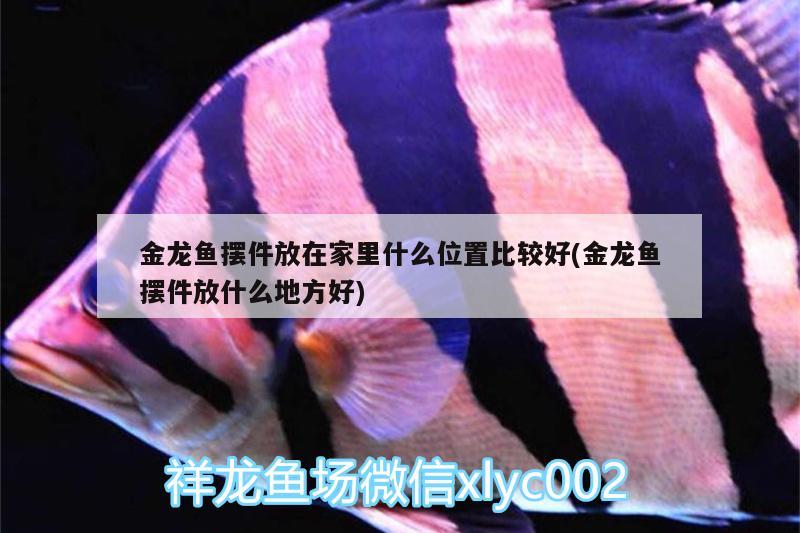 磴口县巨源水族渔具店 观赏鱼企业目录 第2张