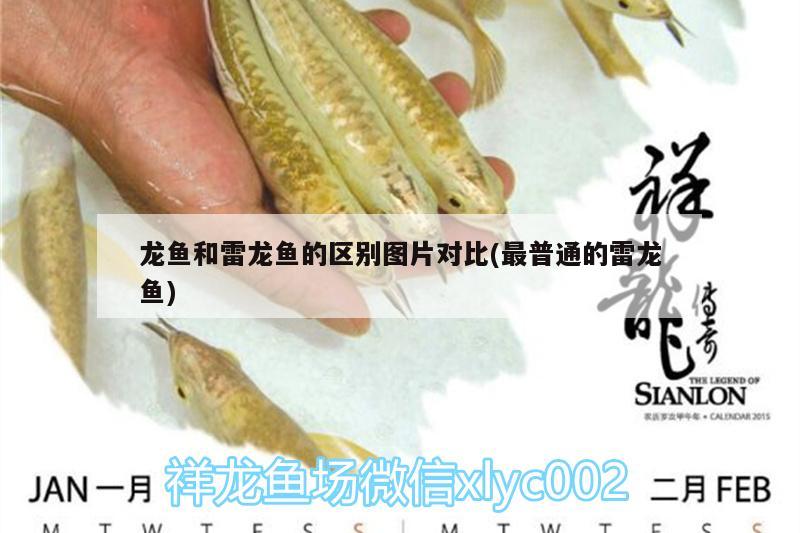 龙鱼和雷龙鱼的区别图片对比(最普通的雷龙鱼) 新加坡号半红龙鱼（练手级红龙鱼）