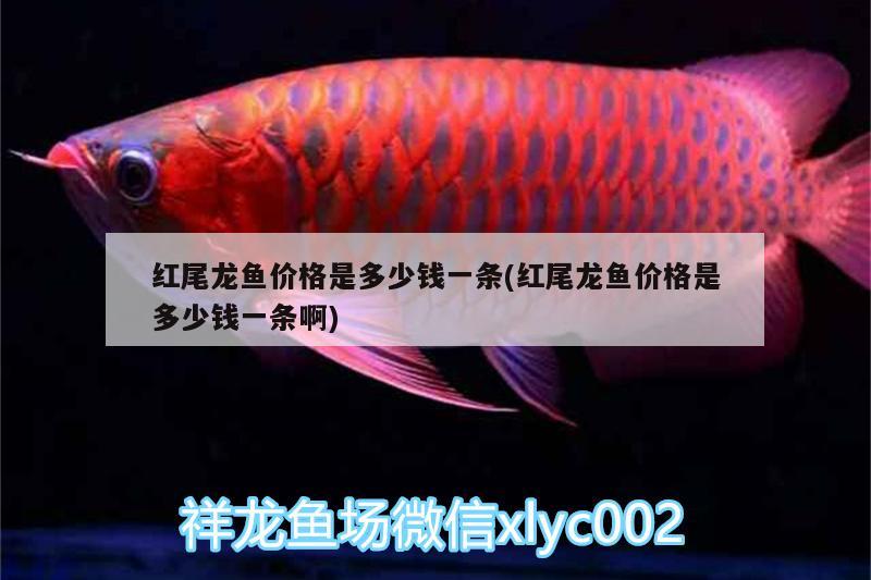 红尾龙鱼价格是多少钱一条(红尾龙鱼价格是多少钱一条啊) 七彩神仙鱼