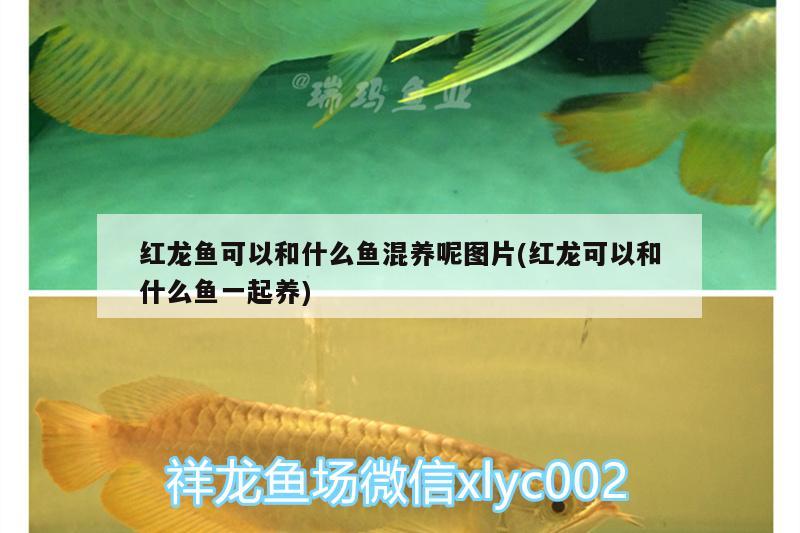 红龙鱼可以和什么鱼混养呢图片(红龙可以和什么鱼一起养) 水温计