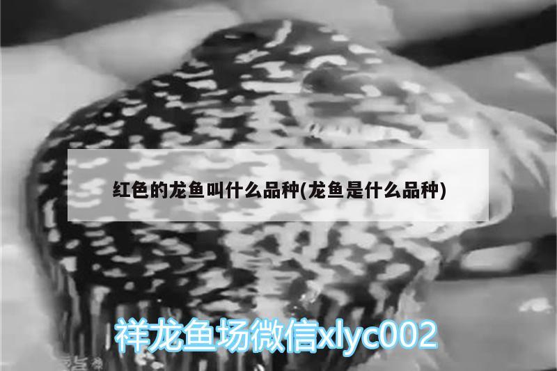 红色的龙鱼叫什么品种(龙鱼是什么品种) 广州水族器材滤材批发市场