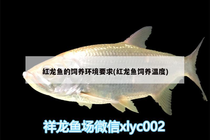 红龙鱼的饲养环境要求(红龙鱼饲养温度)