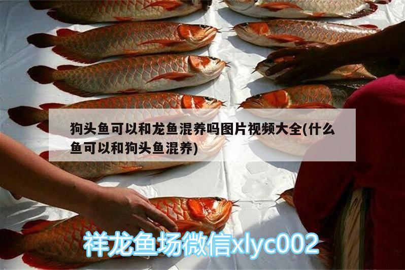 锦州水族批发市场地址在哪儿呀（锦州市水产批发市场在哪里） 养鱼知识 第3张