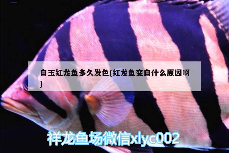 白玉红龙鱼多久发色(红龙鱼变白什么原因啊) 白玉红龙鱼