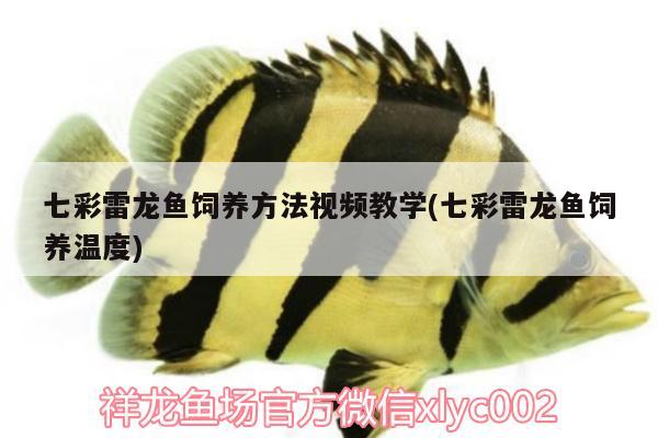 七彩雷龙鱼饲养方法视频教学(七彩雷龙鱼饲养温度) 小型观赏鱼
