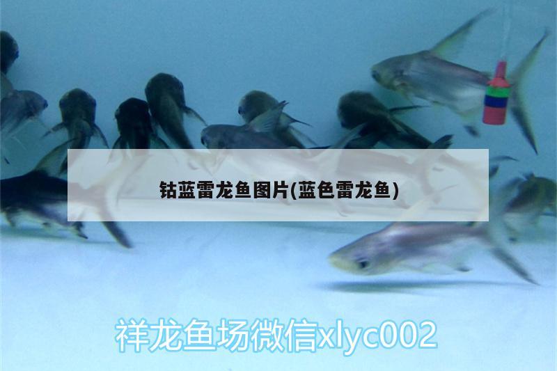 钴蓝雷龙鱼图片(蓝色雷龙鱼) 帝王迷宫鱼