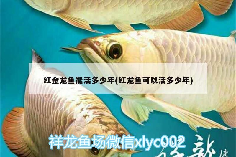 红金龙鱼能活多少年(红龙鱼可以活多少年) 慈雕鱼
