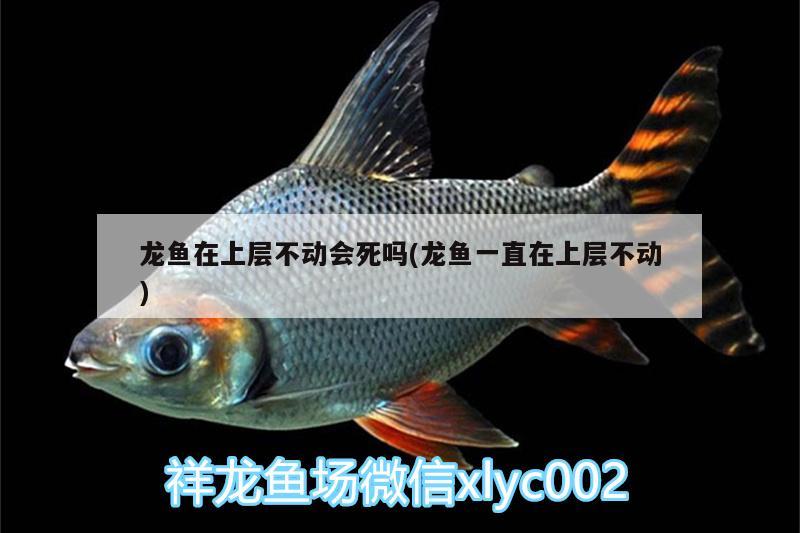 蚌埠水族批发市场地址在哪里呀多少钱（蚌埠最大水产批发市场在哪里_） 养鱼知识 第3张