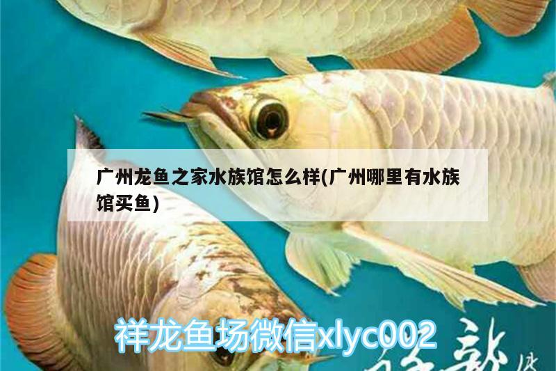 广州龙鱼之家水族馆怎么样(广州哪里有水族馆买鱼)