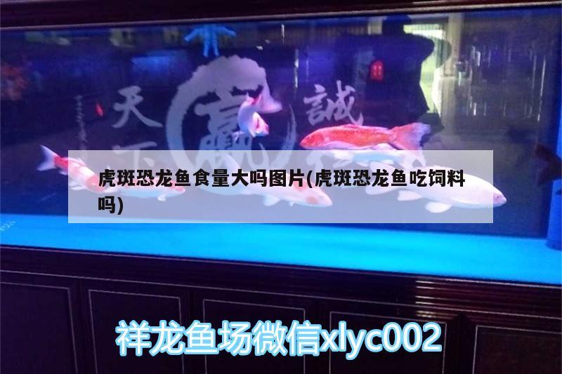 平阳县乐彩鱼缸店 全国水族馆企业名录 第3张