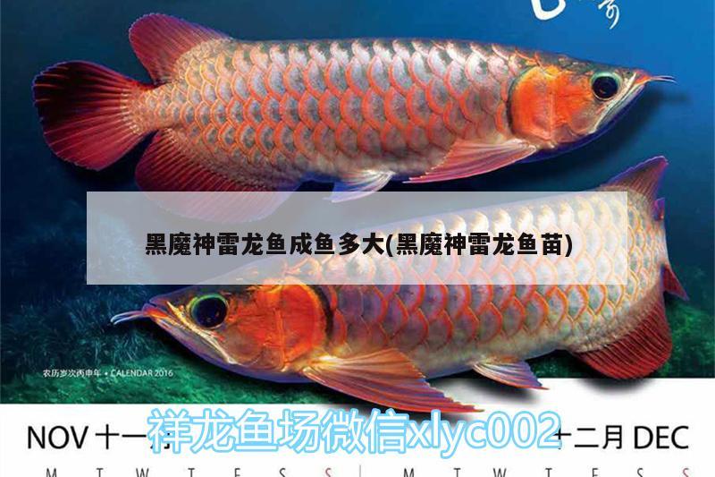 常德柳叶湖鑫蕾水族馆 全国水族馆企业名录 第5张