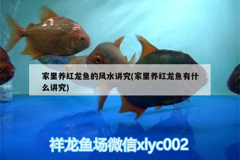 平阳县乐彩鱼缸店 全国水族馆企业名录 第2张
