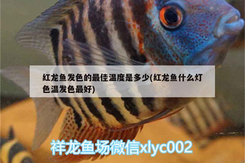 三湖鲷和美鲷可以混养不？ 广州观赏鱼批发市场 第2张
