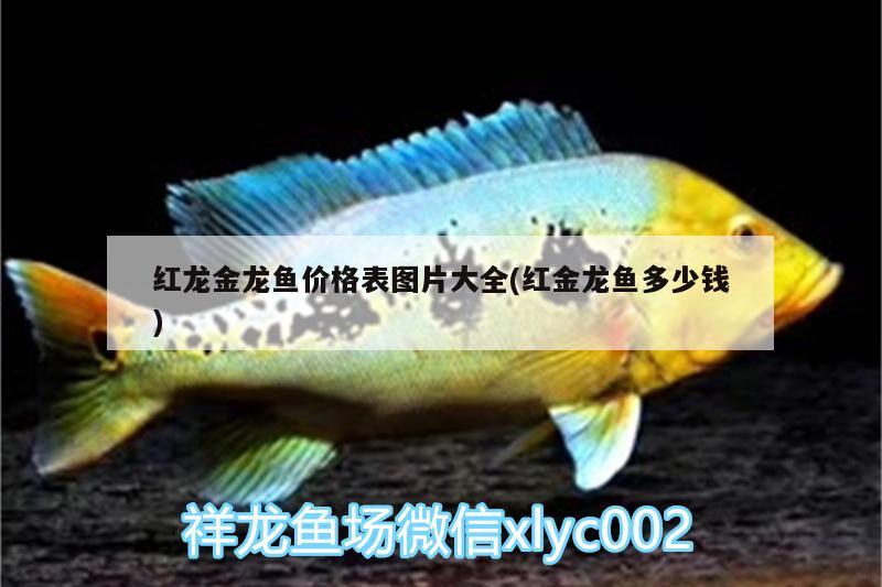 红龙金龙鱼价格表图片大全(红金龙鱼多少钱) 招财战船鱼