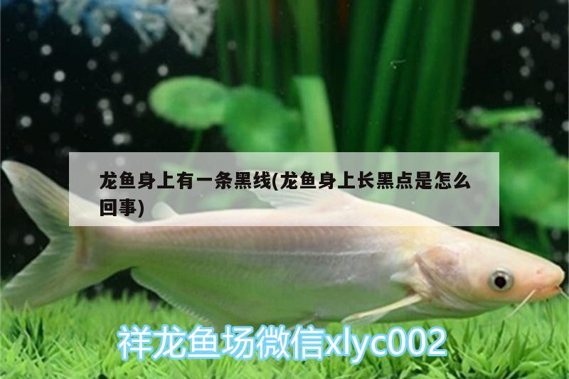 蓝黎明孔雀鱼：蓝礼孔雀鱼
