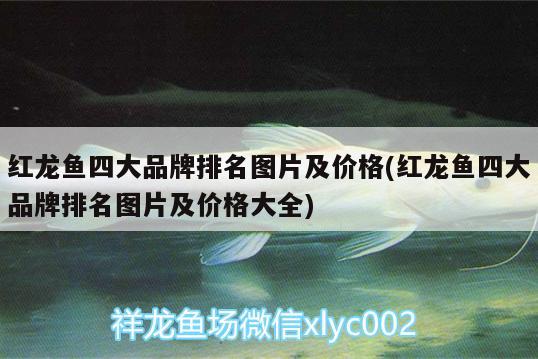 郴州观赏鱼市场54公分完美的战车体型 观赏鱼市场（混养鱼） 第2张