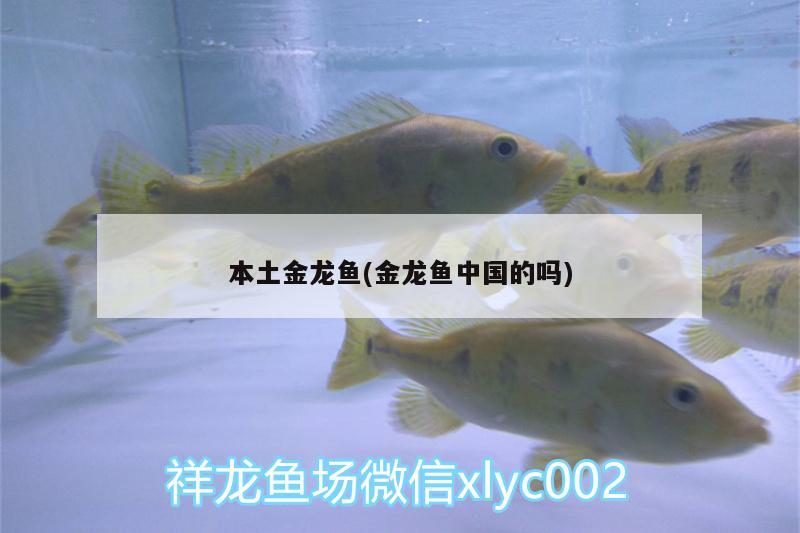 本土金龙鱼(金龙鱼中国的吗) 白化火箭鱼