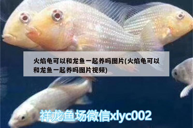 20公分红龙鱼价格表不死的热带鱼（观赏红龙鱼价格）