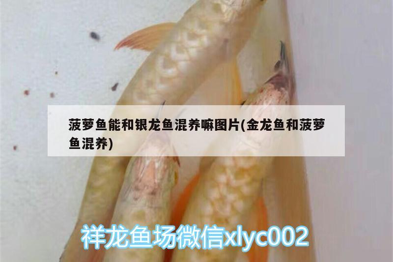 洛阳观赏鱼市场14公分三色包金三色泰狮金鱼精品百褶裙泰
