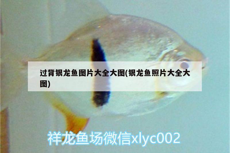洛阳观赏鱼市场14公分三色包金三色泰狮金鱼精品百褶裙泰