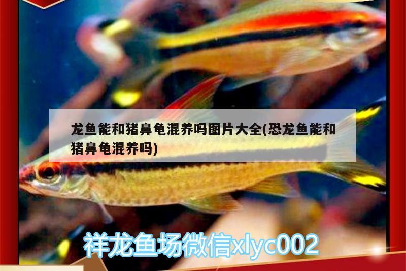 张家界观赏鱼:湖南冷水鱼有哪些品种