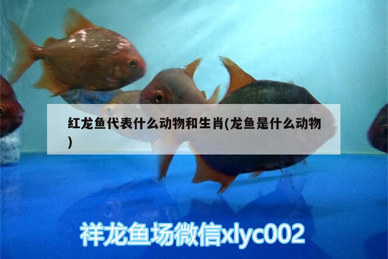野生红龙鱼中国哪里有卖（野生红龙鱼中国哪里有卖的） 观赏鱼市场（混养鱼） 第1张