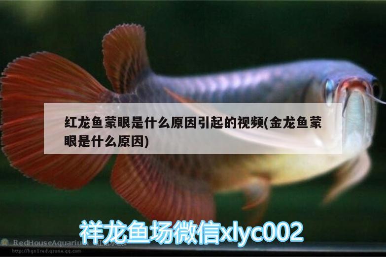 红龙鱼蒙眼是什么原因引起的视频(金龙鱼蒙眼是什么原因) 赤焰中国虎鱼
