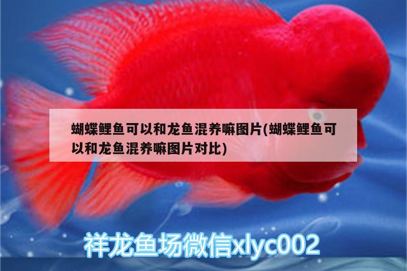广元观赏鱼市场论坛有问题看不到图片 观赏鱼市场（混养鱼） 第2张