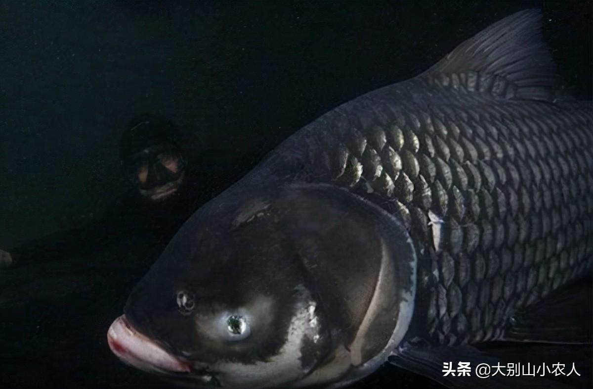 泰国雪鲫鱼(泰国鱼种类)