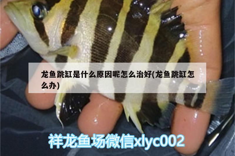 红龙鱼为什么比金龙鱼贵很多(比红龙鱼贵的鱼) 金三间鱼