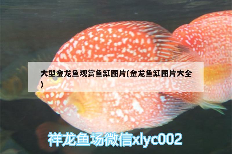 龙鱼几天喂一次(50公分的龙鱼几天喂一次) 广州水族批发市场