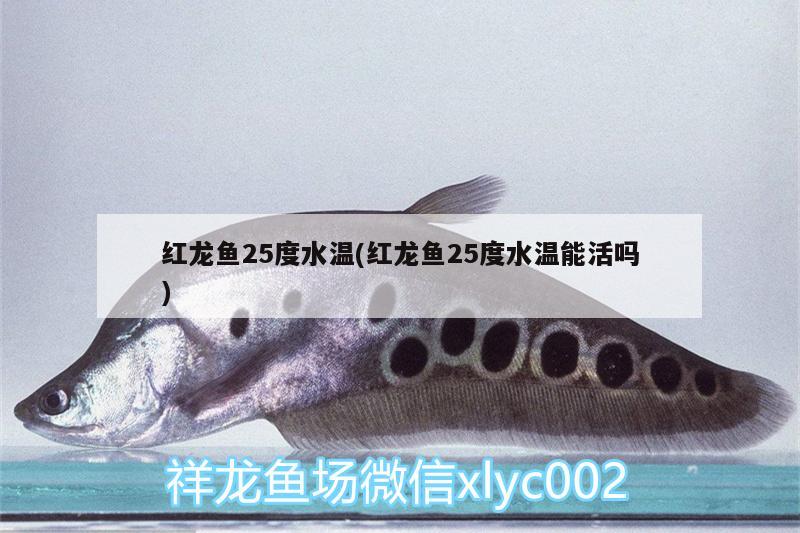红龙鱼25度水温(红龙鱼25度水温能活吗) 短身红龙鱼