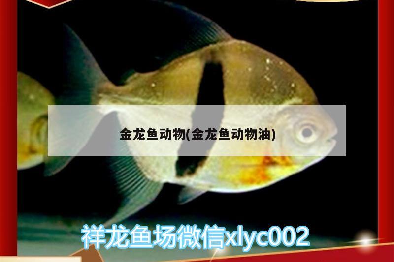 金龙鱼动物(金龙鱼动物油) 银龙鱼苗